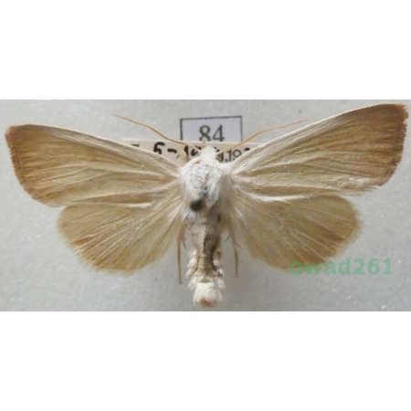 Arenostola phragmitidis (Hübner, 1803) Czech84